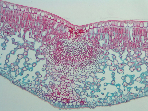 Dicot Leaf CS Slides - Dicot Leaf CS 03 100X